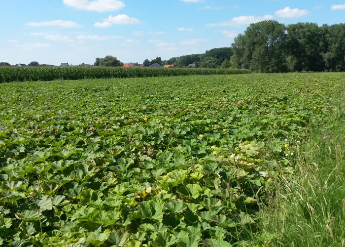 Bio Landbouw Opwijk